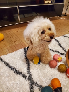 �G���W���S�J