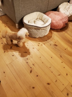 �H�~�̏H�炵��