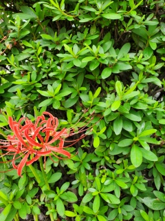 �q�K���o�i