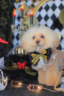 �g���~���O