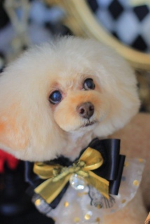 �ǂ����Ă�́[�H