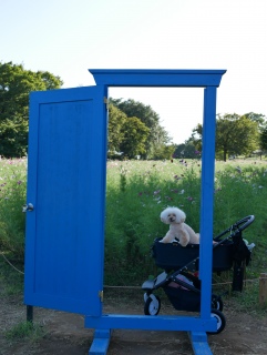 �ǂ��ł��h�A