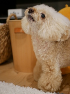 �����ӂ�P����