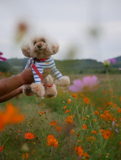 �R�X���X���[�h��