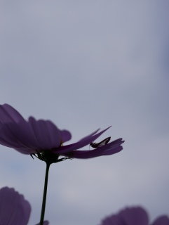 �R�X���X�ƒ��X