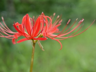 �q�K���o�i