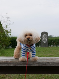 �P����ƕ�