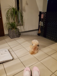 �H�̖钷���y����