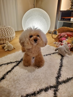 ���₷�݂Ȃ���