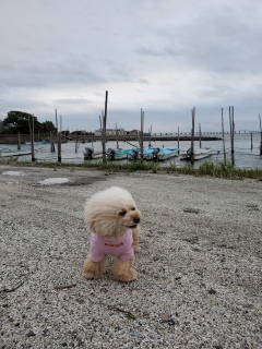 ���v���Ԃ�ł�