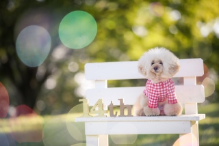 �P����̎ʐ^