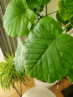 �O���[���̂������