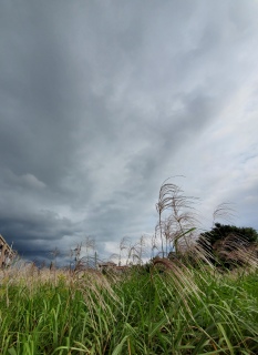 �o�C�I���Y��