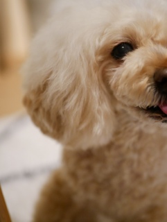 �����̕P����