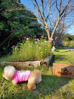 �o�X�P�b�g