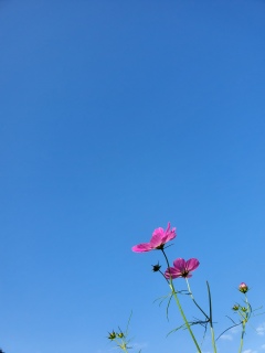 �R�X���X�Ɛ�