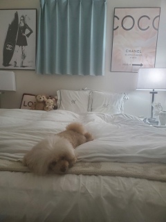 �X�g���C�L