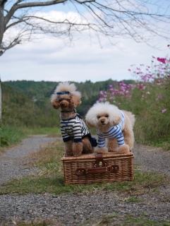 �v�[�h�������