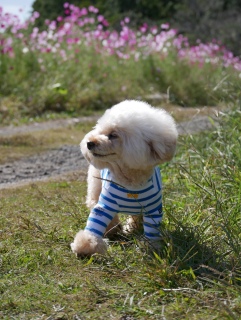 ���R�ȕP����