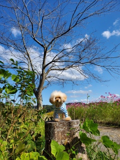 �X�}�z���ƁB