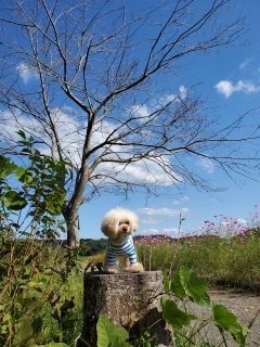 �X�}�z���ƁB