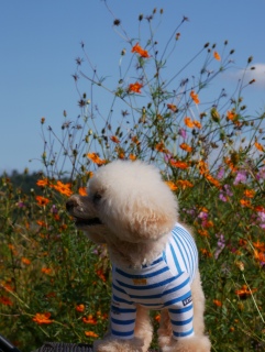 �H����̗ǂ���