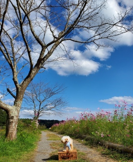 ���₷�݂Ȃ���