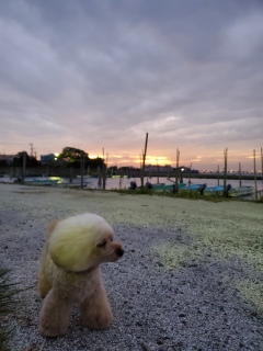 �ߌ�̂��U����