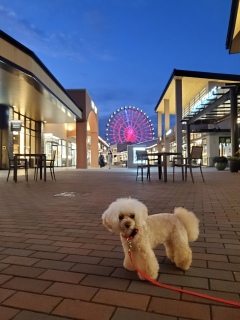 ���j���̖�