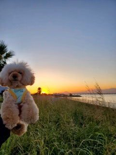 �~�X�^�[�x�m�R