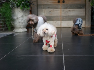 ���F�B�ƁB