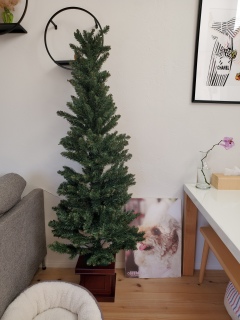 �N���X�}�X