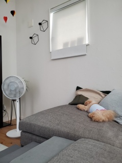 ʒu